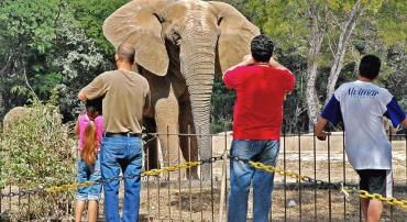 Três adultos e uma criança observam um elefante no Zoológico de BH