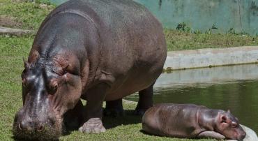 Mãe e filha hipopótamo descansam em área verde, ao lado de lago artificial. 