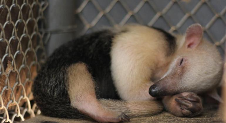  Filhote de tamanduá-mirim nasce no Zoo de BH