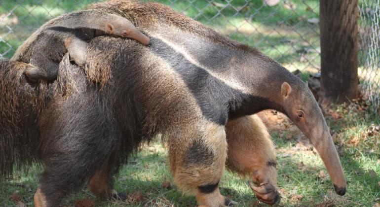 Filhotes de tamanduá-bandeira do Zoo ganham nomes escolhidos pela população 