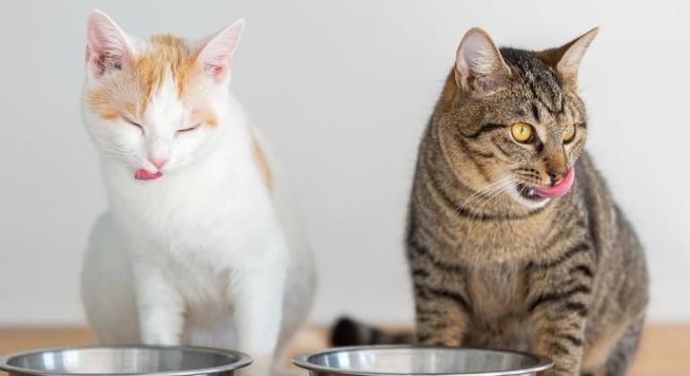 PBH leva à população informações sobre a esporotricose em evento online