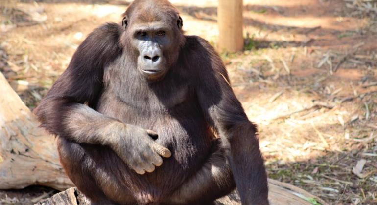 Jahari, segundo gorila nascido no Zoo de BH, completa 8 anos Gorila Jahari