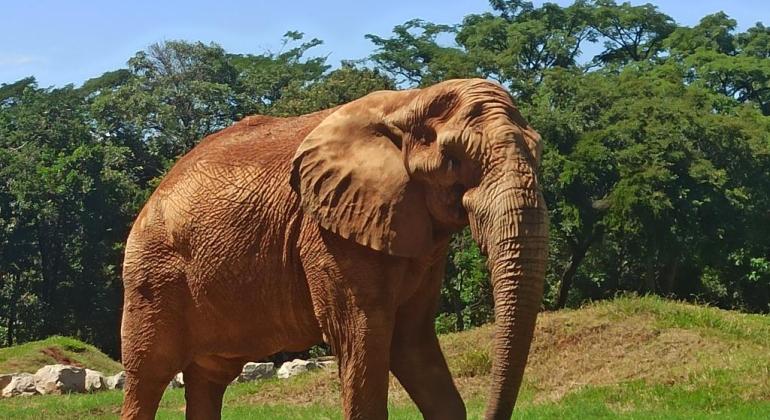 Zoo de BH e outras instituições de conservação ambiental oferecem curso  virtual