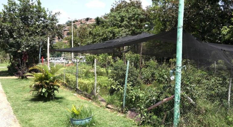 Inundações dão lugar a agrofloresta e academia em espaço revitalizado de BH Agrofloresta
