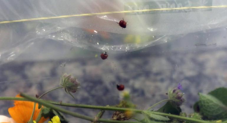 Ambiente em Foco: Como utilizar joaninhas e crisopídeos para afastar insetos