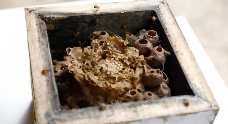  Inscrições abertas para o Ambiente em Foco Virtual sobre abelhas sem ferrão 