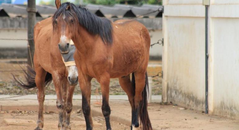 Prefeitura destina equinos resgatados na capital à adoção responsável