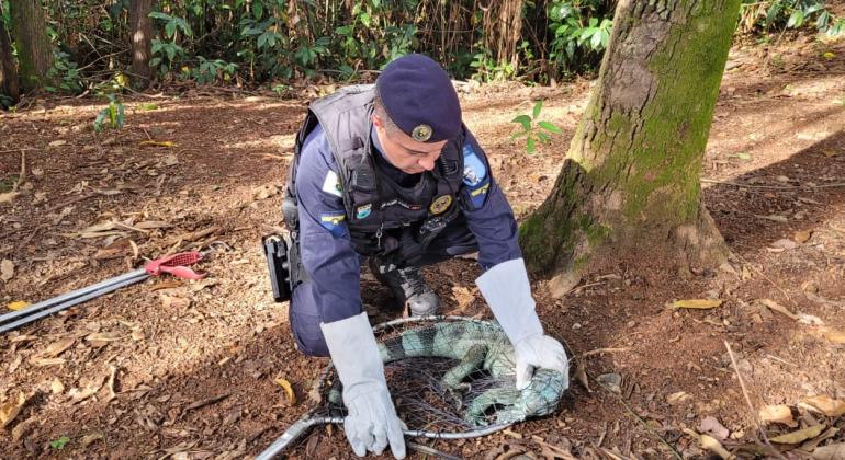 Guarda Municipal salva 366 animais expostos a risco de morte no primeiro semestre