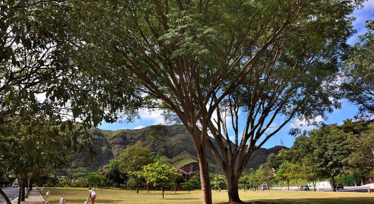 Centro de educação ambiental faz manhã de atividades sobre o Dia da Árvore