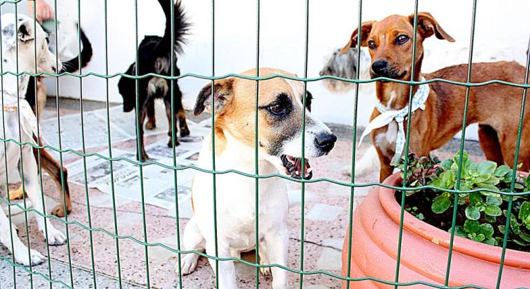 Prefeitura cria grupo para atuar em casos de abandono e maus-tratos a animais Cachorros