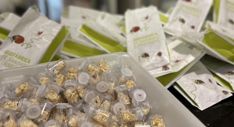 PBH leva Biofábrica de Joaninhas à 5ª ExpoBH de Cactus e Suculentas PBH leva Biofábrica de Joaninhas à 5ª ExpoBH de Cactus e Suculentas