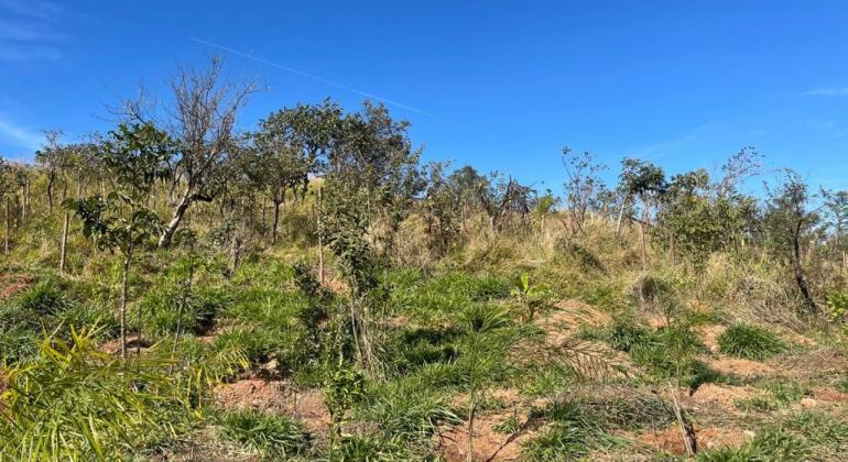 Prefeitura finaliza plantio de 1.150 árvores no Solar do Barreiro