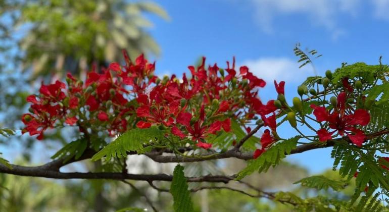 Florada dos Flamboyants colore as praças e parques de Belo Horizonte