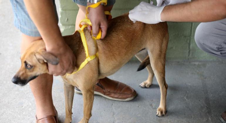 Cachorro sendo vacinado