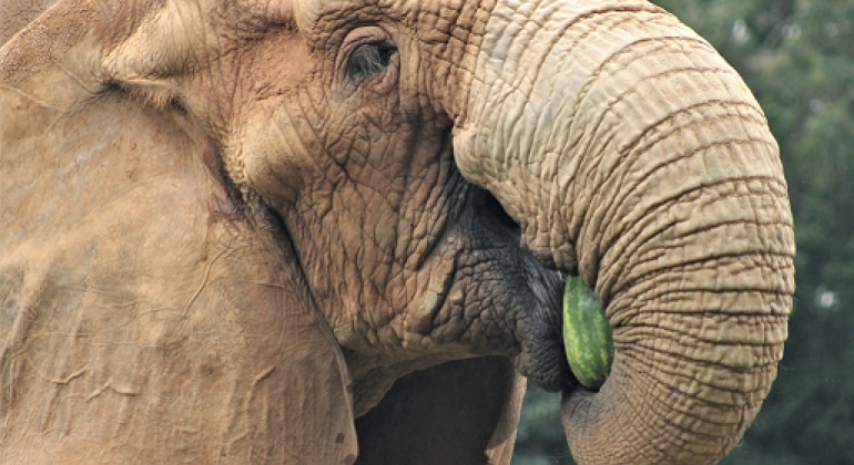 Zoológico de BH completa 66 anos com programação especial neste sábado (25)