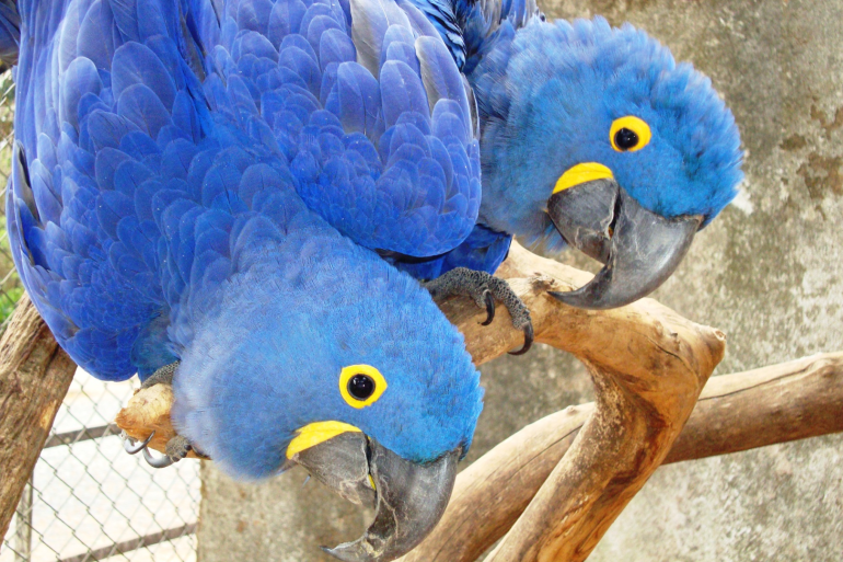 Aves como araras, papagaios e maritacas recebem homenagem do Zoológico de BH neste final de semana