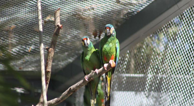 Recinto de Imersão de Aves do Zoo terá duas visitas guiadas em janeiro