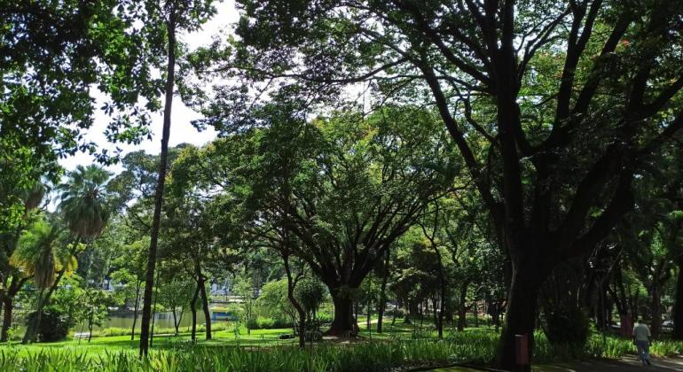 Parque Municipal recebe plantio de espécie de árvore ameaçada de extinção