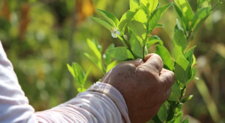 Prefeitura abre inscrições para qualificação em Agroecologia Prefeitura abre inscrições para qualificação em Agroecologia