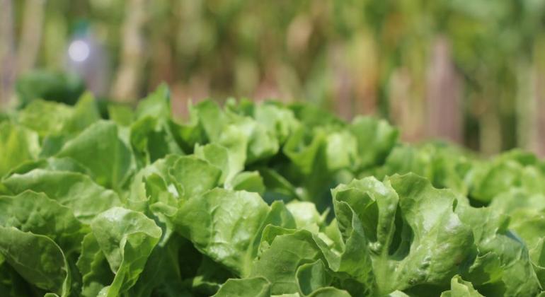 Banco de Alimentos recebe 140 quilos de folhosas via Programa de Aquisição de Alimentos Banco de Alimentos recebe 140 quilos de folhosas via Programa de Aquisição de Alimentos