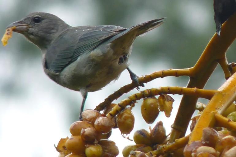 Parque Ecológico da Pampulha recebe projeto de observação de aves com 50 vagas gratuitas Ave Sanhaço em uma galho com fruto amarelo no bico