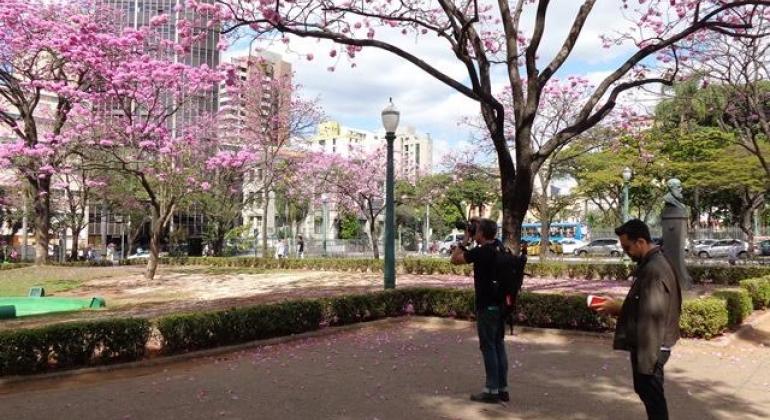 Foto dos ipês floridos na Praça de Liberdade