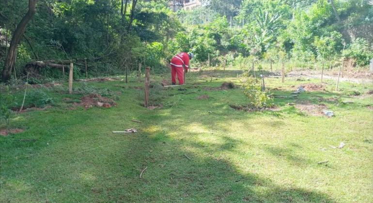 Projeto Montes Verdes planta mais de 6 mil árvores em encostas da capital Projeto Montes Verdes planta mais de 6 mil árvores em encostas da capital