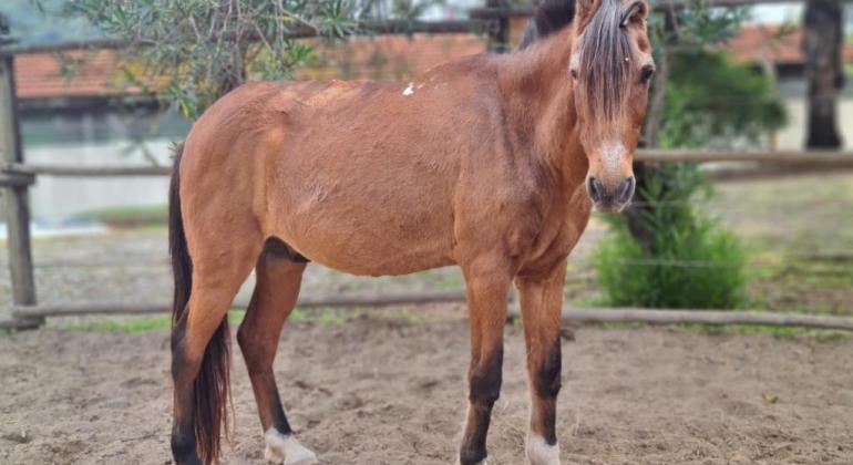 Prefeitura resgata, trata e destina cavalos para a adoção responsável