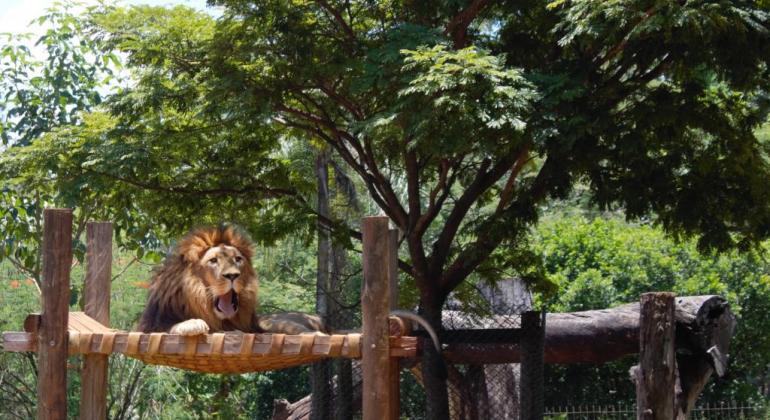 Zoo de BH e outras instituições de conservação ambiental oferecem curso  virtual