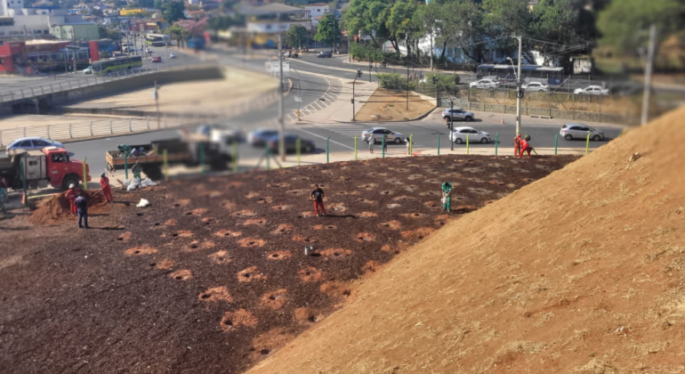 Servidores da PBH e voluntários realizarão plantio de árvores em Venda Nova