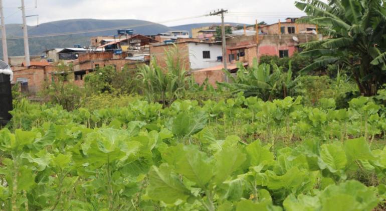 Imagem de horta comunitária em Belo Horizonte