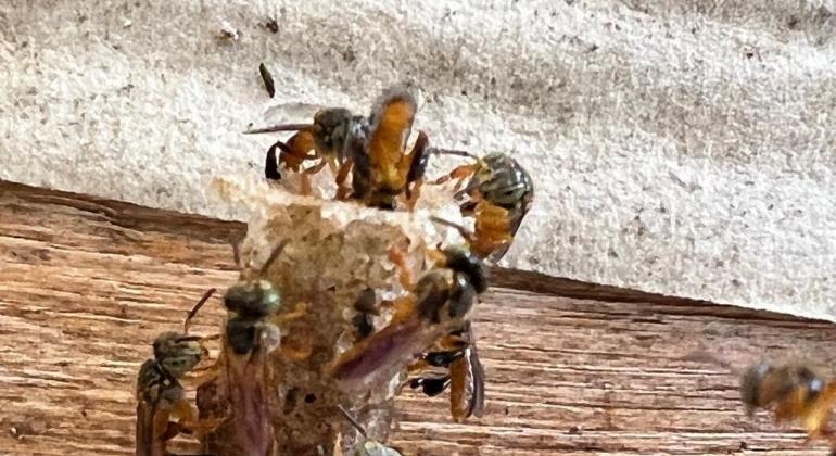 Detalhe da colmeia da espécie de abelhas sem ferrão