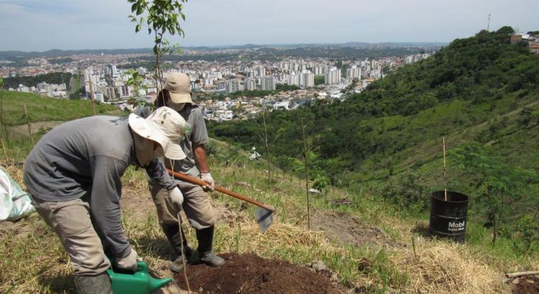Técnicos da Prefeitura realizam o plantio de árvores na serra