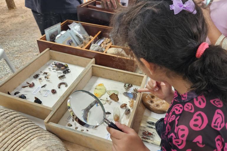 Parque das Mangabeiras celebra o Dia das Crianças com música, jogos, brincadeiras, arte e educação ambiental Criança observa, com o auxílio de uma lupa, uma coleção de insetos e borboletas expostos em caixas durante atividade educativa sobre biodiversidade e preservação ambiental.