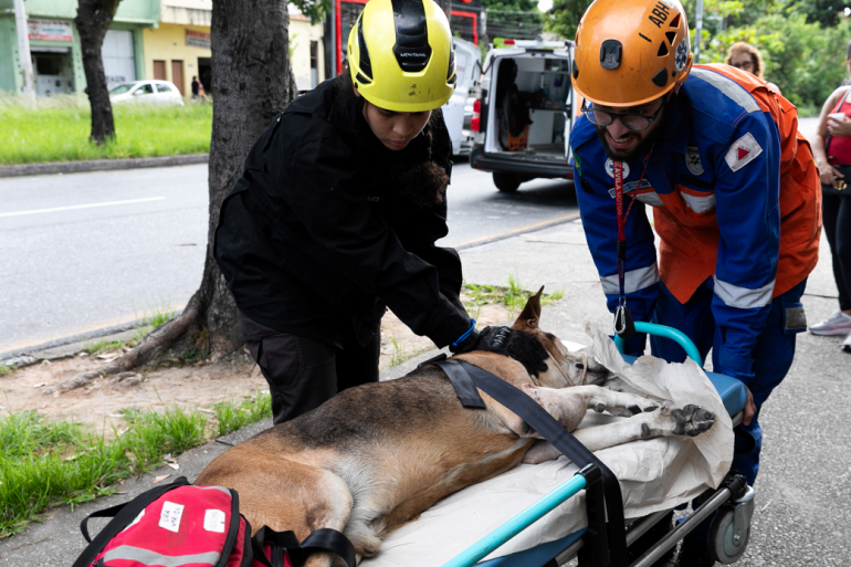 Observatório de Bem-Estar Animal aproxima sociedade civil e entidades do poder público municipal Observatório de Bem-Estar Animal aproxima sociedade civil e entidades do poder público municipal
