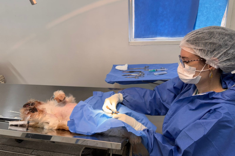 Castração gratuita protege a saúde de cães e gatos e combate o abandono nas ruas de BH