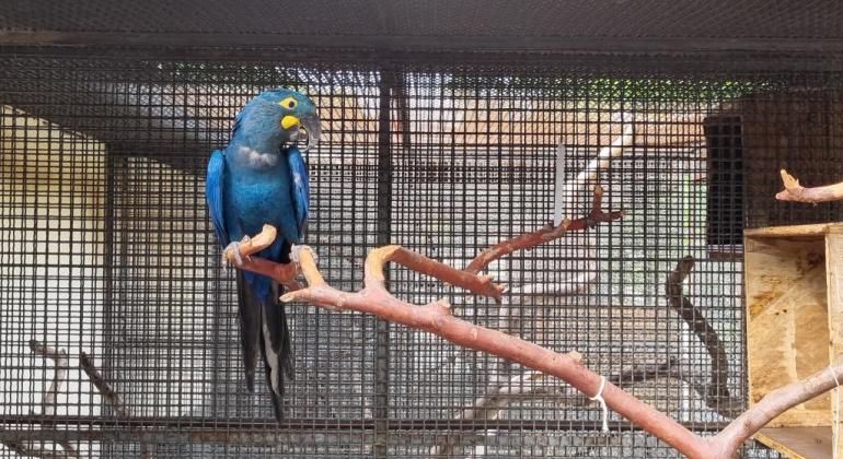  Fêmea de arara-azul-de-lear chega ao Zoológico de BH