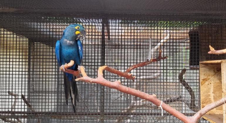 Fêmea de arara-azul-de-lear chega ao Zoológico de BH Fêmea de arara-azul-de-lear chega ao Zoológico de BH