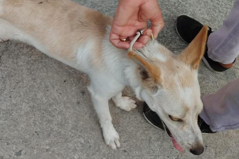 PBH utiliza coleiras com inseticidas em cães para controle da Leishmaniose Visceral