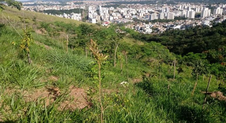 Prefeitura planta, em um mês, 1,6 mil mudas de espécies nativas no Parque Fernando Sabino