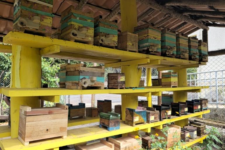 Ambiente em Foco Virtual aborda a importância do cadastro sanitário para criadores de abelhas Fileiras de colmeias de madeira rústica e colorida dispostas em prateleiras de madeira amarelas e escalonadas dentro de um galpão, cenário de apiário ao ar livre, iluminação natural, plano médio, texturas detalhadas de madeira envelhecida, estrutura pintada de amarelo vibrante, fundo com cerca, fotografia de alta resolução, estilo realista, paleta de cores harmoniosa combinando tons terrosos e vibrantes, atmosfera rural rústica.