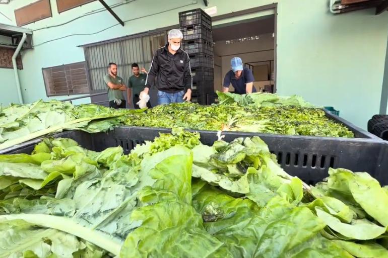 Banco de Alimentos e restaurantes populares recebem 7,5 toneladas de frutas, legumes e hortaliças Imagem de duas pessoas descarregando hortaliças em meio a um espaço cercado por paredes verdes claras. Há, ainda, dois homens em pé, no fundo, observando o serviço.