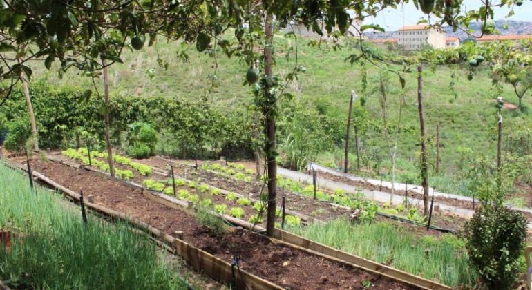 A agricultura urbana em São Paulo e Belo Horizonte: Uma proposta