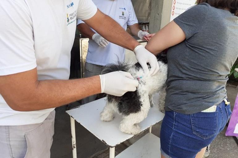 Cães e gatos serão vacinados contra a raiva neste sábado (22) em mais de 280 pontos de BH Imagem mostra um cão branco com manchas pretas sendo vacinado por um homem e segurado por uma mulher. Há outro homem de luvas no fundo da foto.