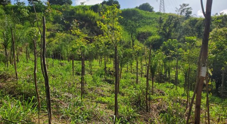 PBH finaliza plantio de 500 árvores no Parque Municipal Renato Azeredo PBH finaliza plantio de 500 árvores no Parque Municipal Renato Azeredo