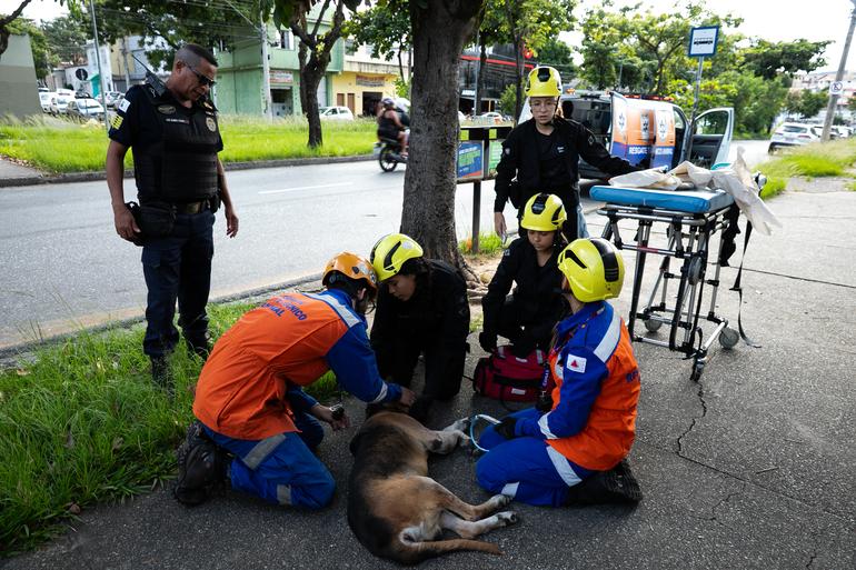 Profissionais do SAMUVet prestam socorro a um cachorro que está deitado na rua