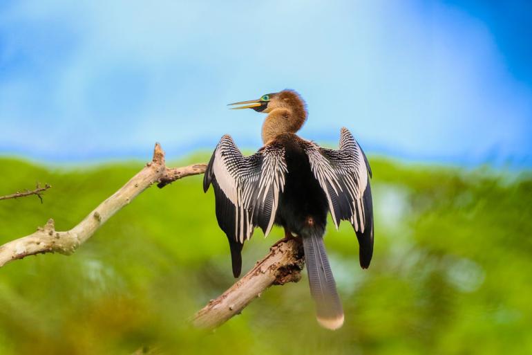 Parque Lagoa do Nado recebe projeto de observação de aves neste final de semana Foto de uma ave biguatinha em um tronco na natureza. A foto apresenta um céu azul e vegetação