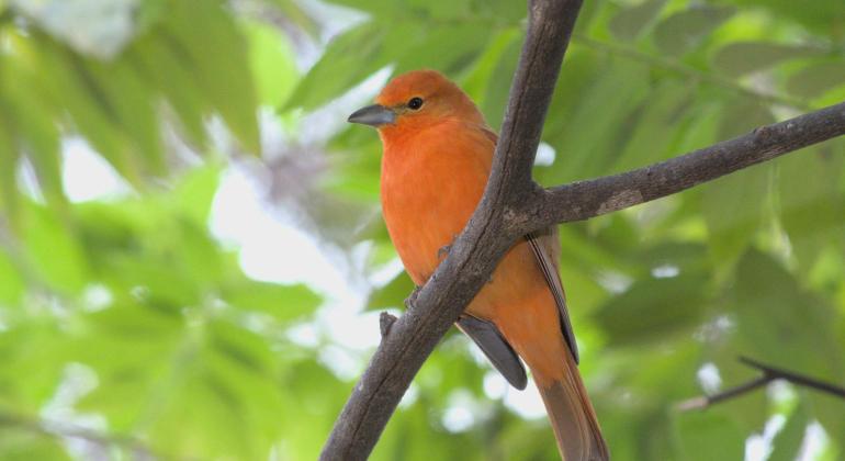 Inscrições abertas para a observação de aves no Parque Jacques Cousteau no próximo sábado (9) 