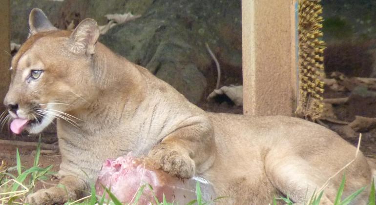 Animais do Zoológico recebem cuidados e “mimos” para enfrentar calor intenso Animais do Zoológico recebem cuidados e “mimos” para enfrentar calor intenso