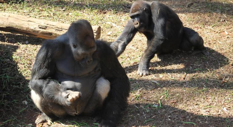 Zoológico de Belo Horizonte comemora o Dia Mundial do Gorila Zoológico de Belo Horizonte comemora o Dia Mundial do Gorila